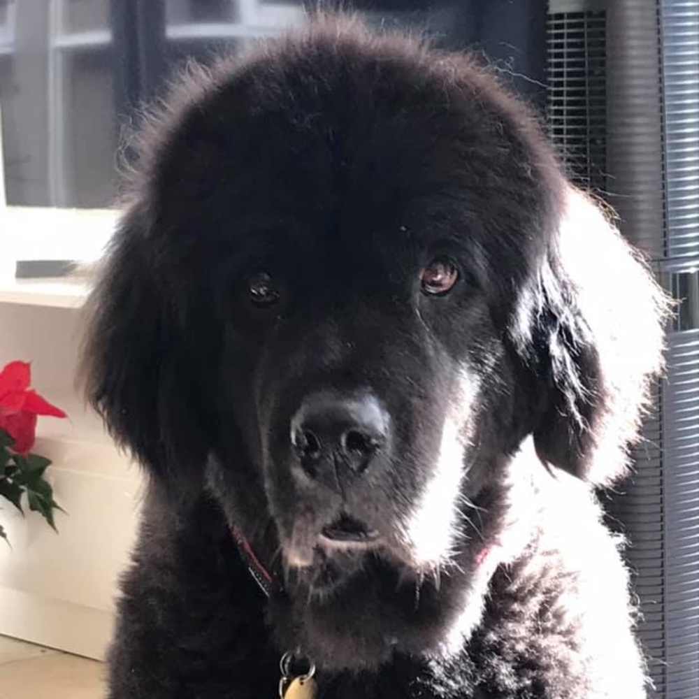 Meet your Posher, Adrienne